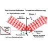 奧林巴斯顯微鏡：全內(nèi)反射熒光顯微鏡的介紹