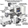 奧林巴斯顯微鏡：多光子熒光顯微鏡簡(jiǎn)介